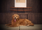 What changes will happen to a dog's physical behavior when neutered?