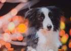 Special times need special care_what to do when dogs are in heat