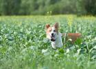 Things I learned after raising Corky