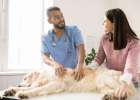 What should dogs pay attention to after being neutered?