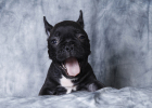 What are the precautions for bathing puppies? Don't let your ignorance harm your dog.