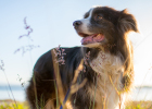 Is it better for a dog to be sterilized after giving birth to a child? Really?
