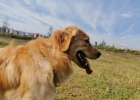 After experiencing dog pancreatitis fight, I just want to tell you these 3 points!