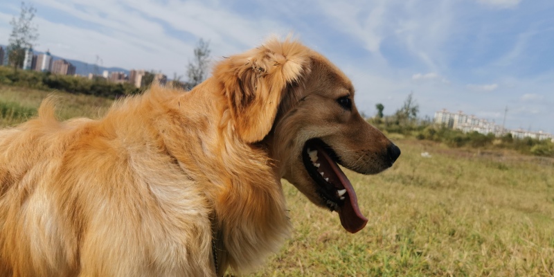 After experiencing dog pancreatitis fight, I just want to tell you these 3 points!