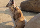 Does a female dog crawl over its owner or other dogs like a male dog?