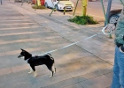 Xiaopei's intelligent traction opens the intelligent dog walking mode