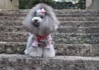 [Dry goods sharing] How to treat and care for dog soft stool?