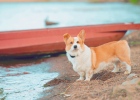 The dog has soft poop, how to solve it?