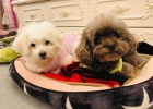 Pet foster care-Foster care teaches you how to choose a foster home