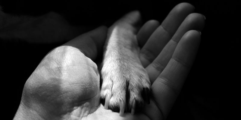 Dogs actually have athlete's foot? After examination, it was found that it was interdactylitis!