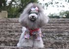 [Experience Sharing] How to give medicine to dogs?