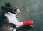 Can dogs get depression? Why?