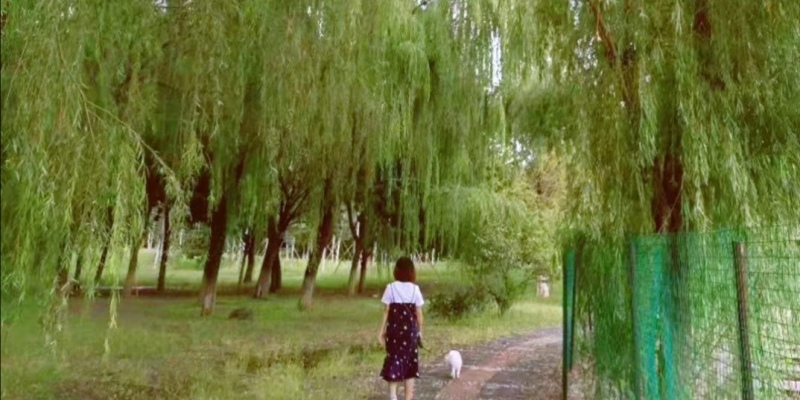 How to choose the dog's "patron saint of safety" leash?