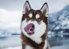 What should I do if my dog's nose is fading? Only by finding the right reason can we "prescribe the right medicine"