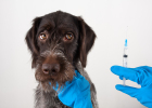 Where the dog is vaccinated, does the coat not only fade but also fall off?!