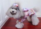 [Experience Sharing] If you want to make dogs beautiful, you have to learn how to comb dogs?