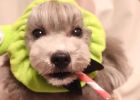 [Experience Sharing] Dogs have tears due to eye inflammation. What products should they use?