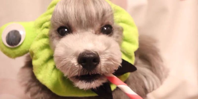 [Experience Sharing] Dogs have tears due to eye inflammation. What products should they use?