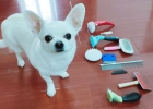 Massage combs, hair removal combs... how to choose a dog combing tool?