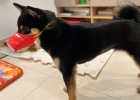 When walking dogs during the epidemic, don't forget these 4 precautions