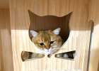 What should I do if pets experience stress reactions during the epidemic?