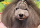 [Experience Sharing] How to slow down the fading of dog hair?