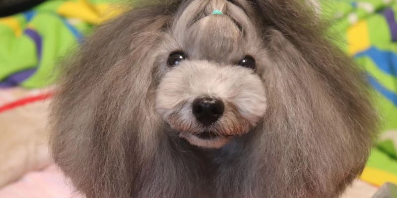 [Experience Sharing] How to slow down the fading of dog hair?