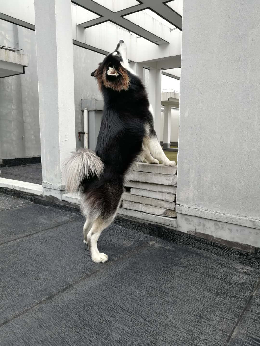 图片1