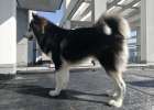 What should I do if the dog's hair fades!