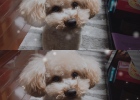 [Dog leash grass] Used leash for coffee