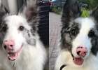 Dog hair is fading? Pay attention to these points and you can burst out