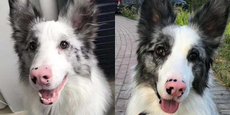 Dog hair is fading? Pay attention to these points and you can burst out