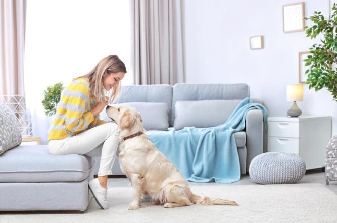 What about dog breeding, breeding in heat, and sterilization at the right time?