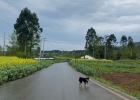 Used traction rope for bean sprouts