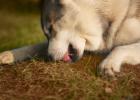 Shovels should take precautions before they occur to prevent dogs from getting eczema