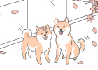 Without proper care, will your pet love really be destroyed by an "egg"?