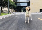 Do we need to be afraid of "guide dogs"?
