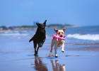 Cant Understand These Dog Body Signals, Raising Dog in Vain!