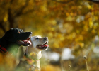 Medium and large dogs, is it good to grow big and fast?