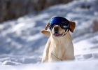 Let Dog Get Used to Leash Walking
