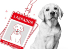 Labrador has gone from a "fisherman" to a cute pet at home, and is also a good assistant to mankind!
