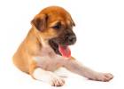 Is a dog's complex and changeable tongue, black and black spots a sign of "disease"?