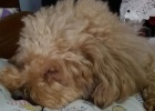 As dogs get old, we must take care of them patiently and carefully
