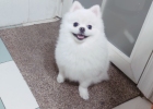 Get pet grooming skills and easily save 100 million