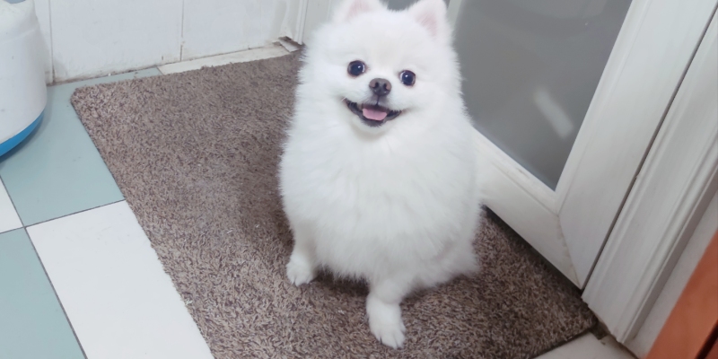 Get pet grooming skills and easily save 100 million