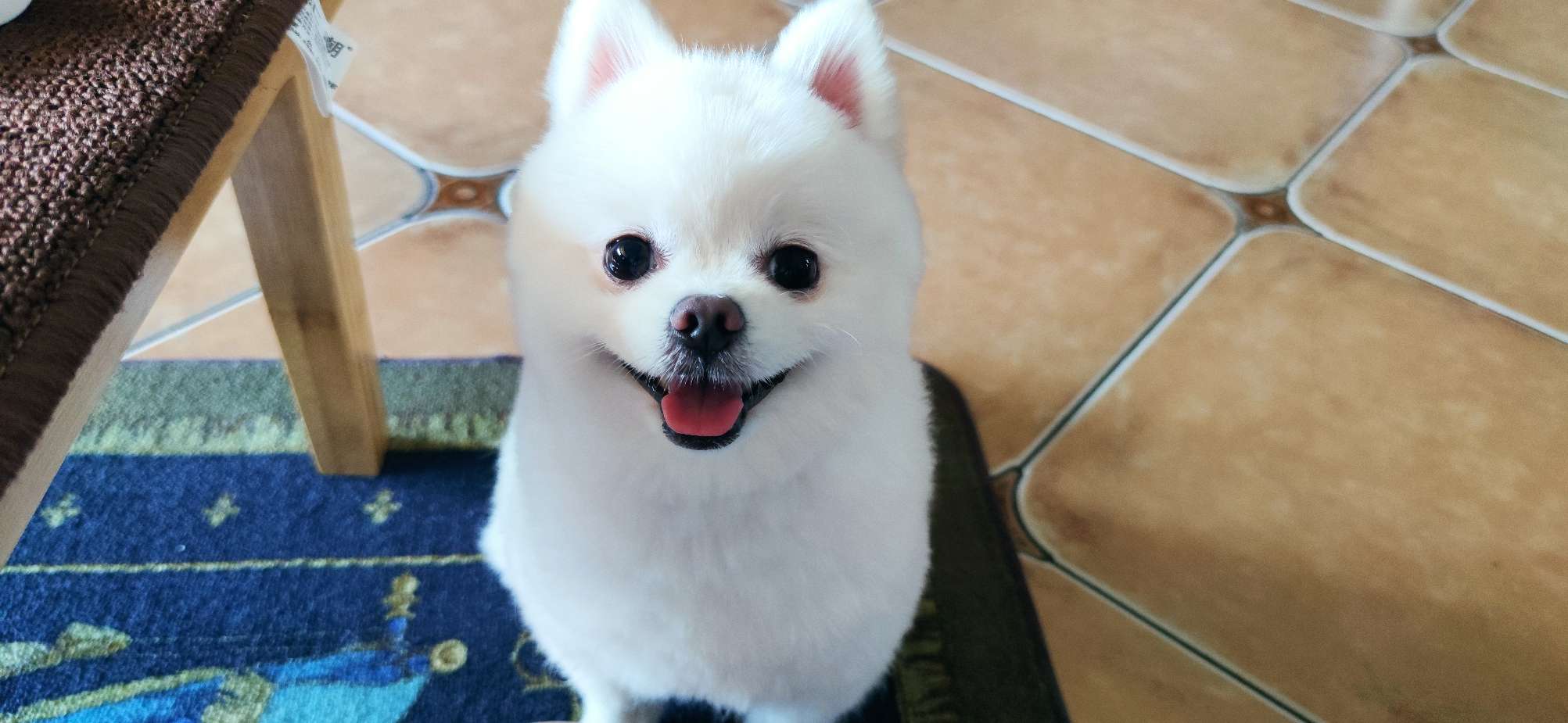 图片1