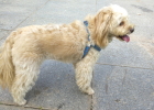 Experience Sharing-How should a dog spend time in heat?