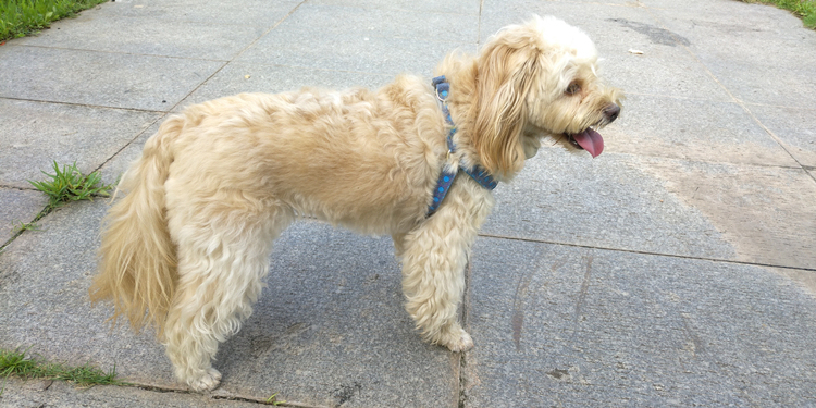 Experience Sharing-How should a dog spend time in heat?