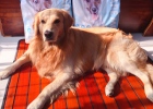 What should I do if dogs protect food???