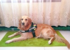 Winter is approaching, what warm measures have you arranged for the dog???